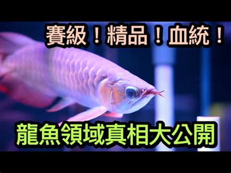 紅龍魚等級|【紅龍品種】紅龍魚圖鑑，揭密絕美品種讓你後悔錯過！